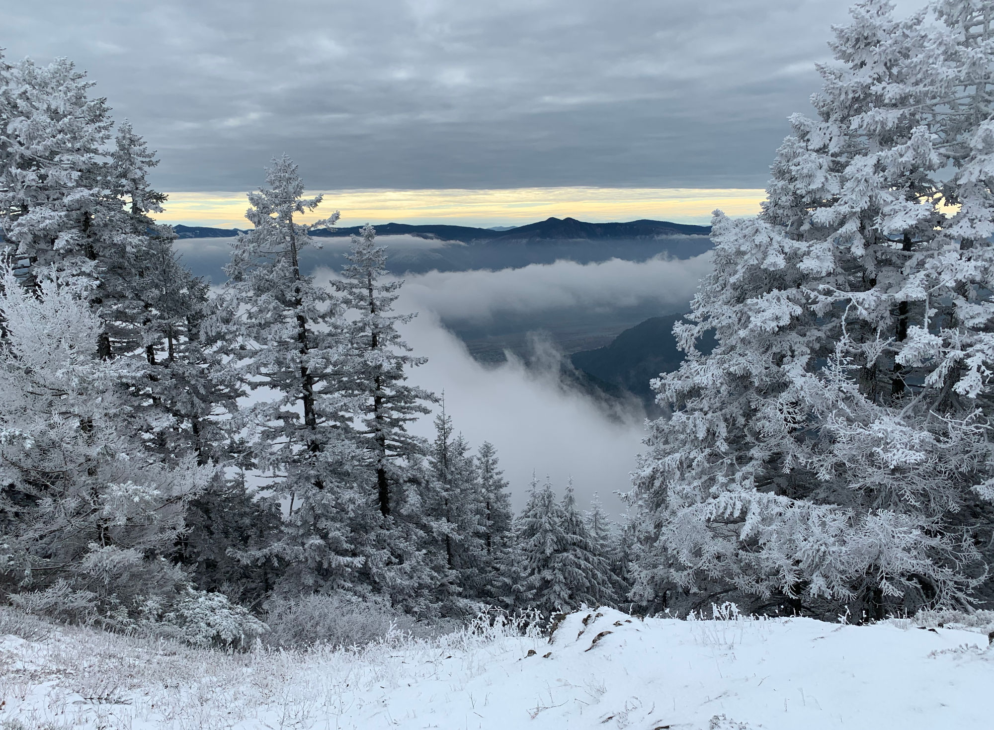 Icy, foresty, overcast, foggy view looking toward the Columbia Gorge